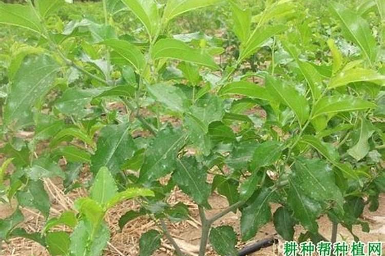 冬枣喷什么叶面肥效果好？