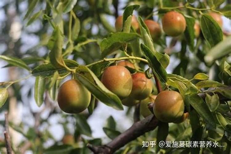 冬枣树环剥后,树叶发黄应喷啥叶面肥？