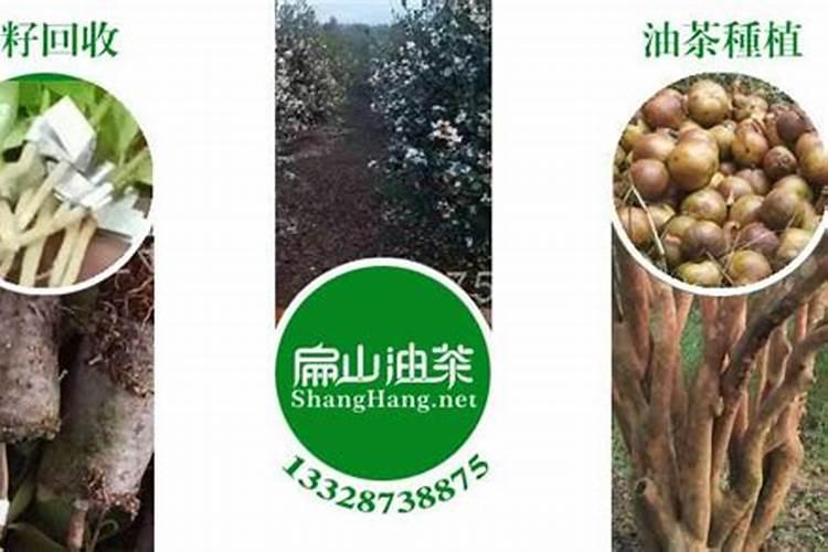 施肥一次是多少毫升的钾肥合适？