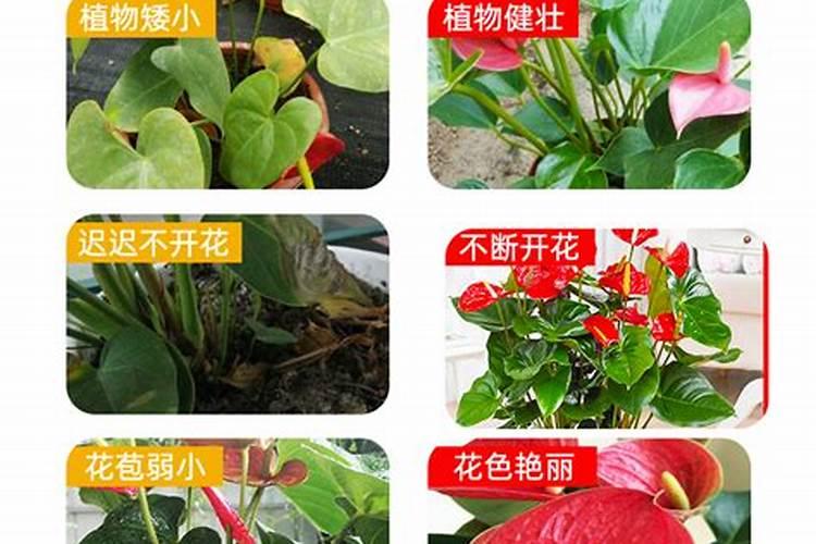 红掌专用肥料有哪几种？