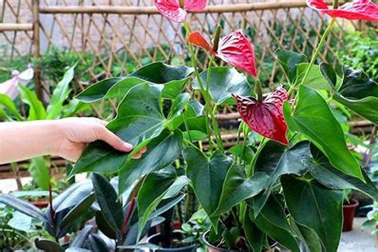 红掌花浇什么肥料合适