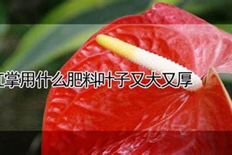 红掌用什么肥料叶子又大又厚