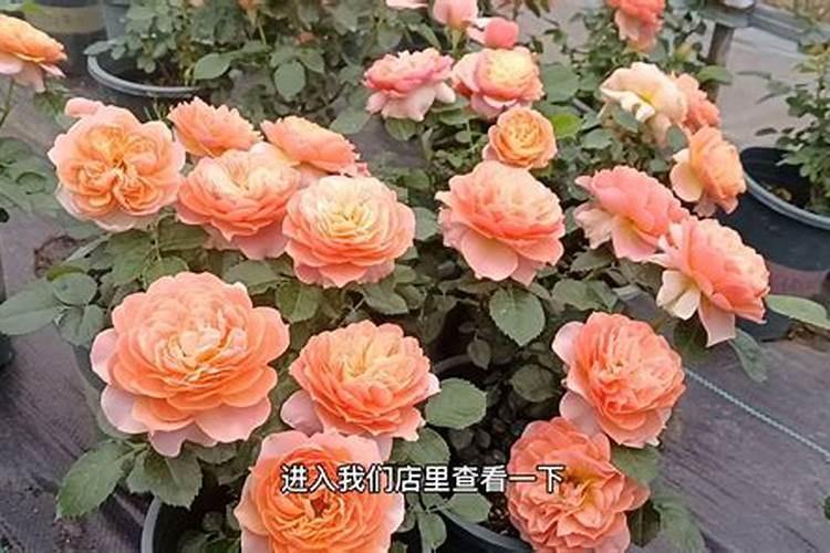 芸苔素对月季肥害有用吗怎么用？