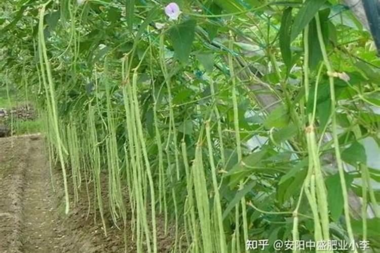 种豆角用什么肥料最好 种豆角用磷酸二氢钾肥可以吗