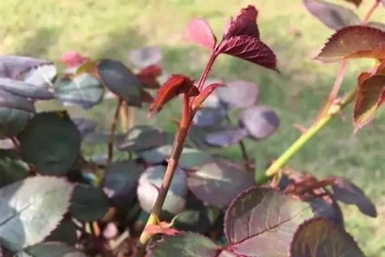 月季没有展叶施水溶肥会怎样呢？
