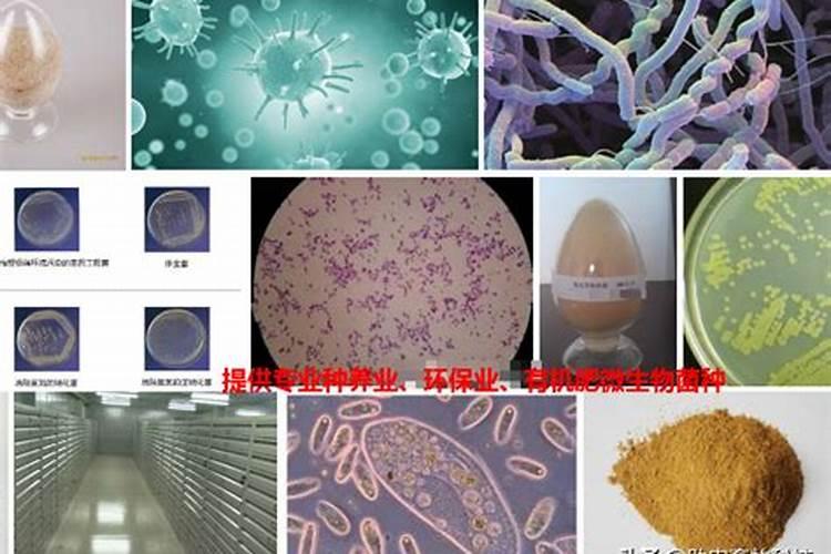 急需微生物在畜牧业中的应用论文