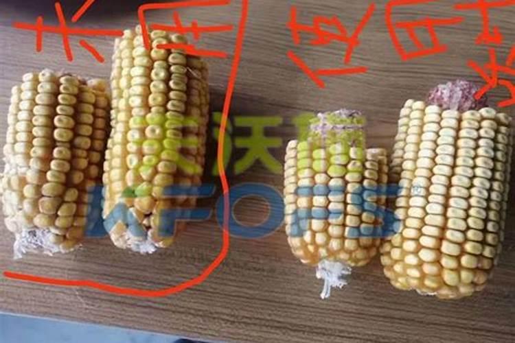 玉米打锌肥啥时候最好用？