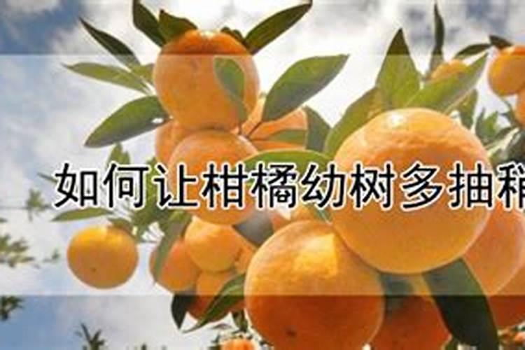 如何让柑橘幼树多抽稍