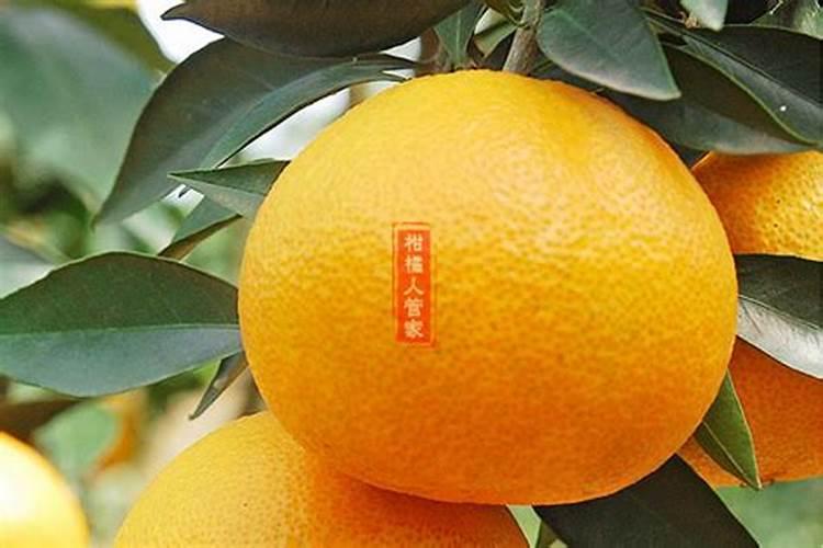 红美人柑橘树叶片小可以喷叶面肥钙镁硼锌吗