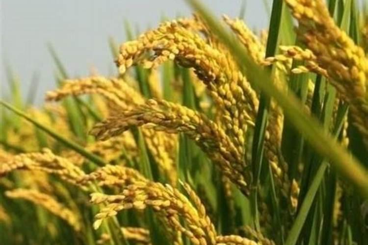 水稻在7月几号追穗肥,一亩地用肥多少斤？用什么肥料好