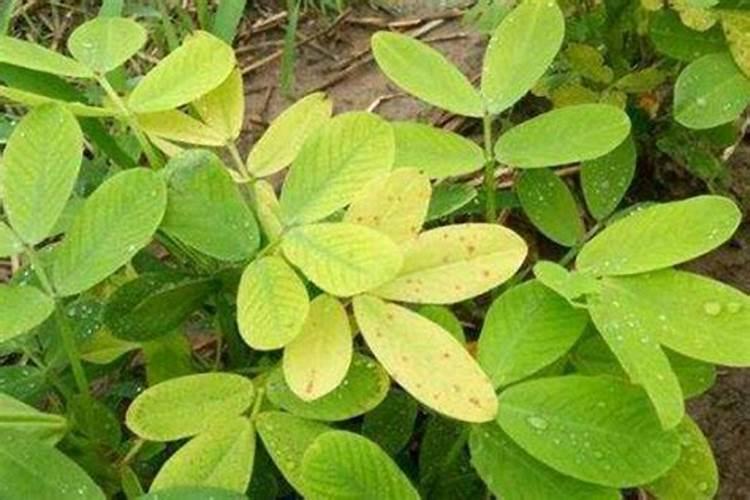 花生苗发黄、不生长,是什么原因造成的？