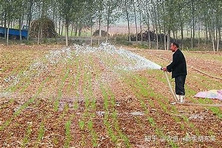 冲施肥不化是什么原因