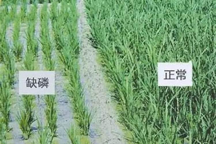 过量施用磷肥有哪些危害,每亩施多少合适