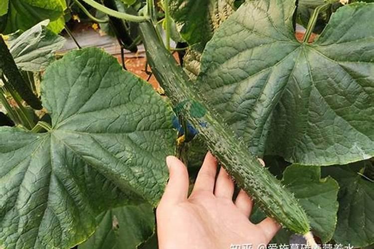 黄瓜生根最好的肥料黄瓜生根最好的肥料介绍