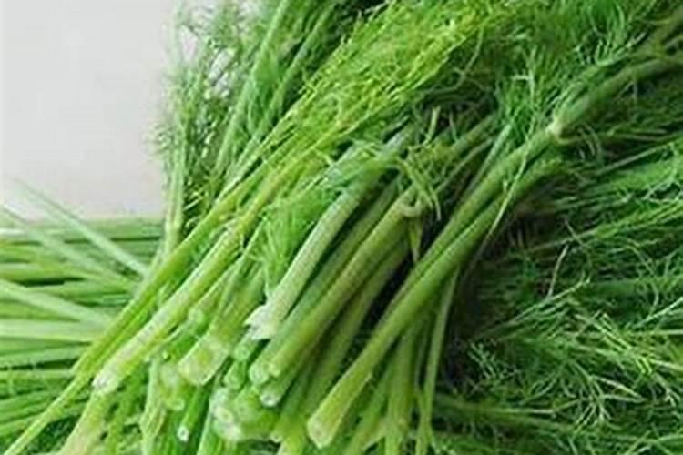 茴香出苗后怎么施肥？