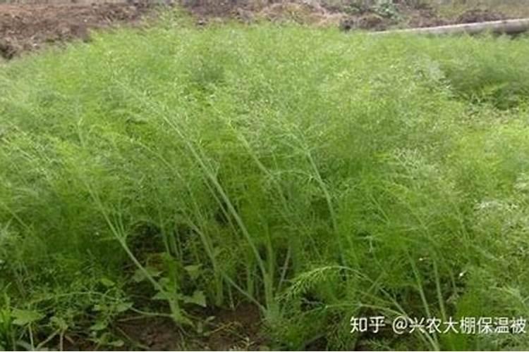 茴香施肥时间和方法茴香如何施肥