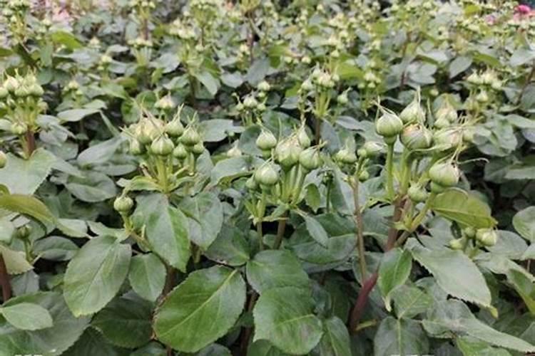 月季施氮磷钾肥后用浇水吗为什么？
