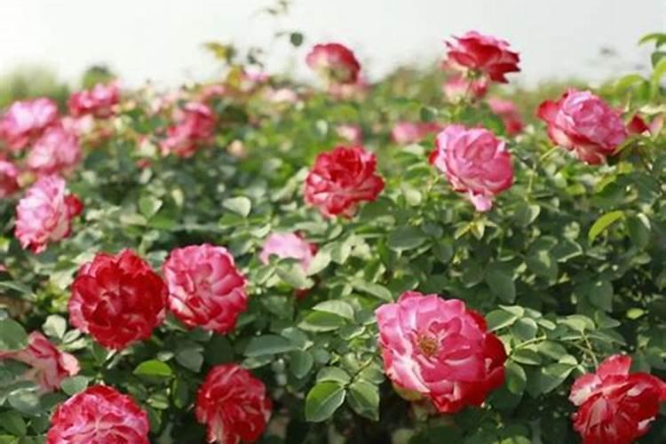 月季花谢后如何施肥