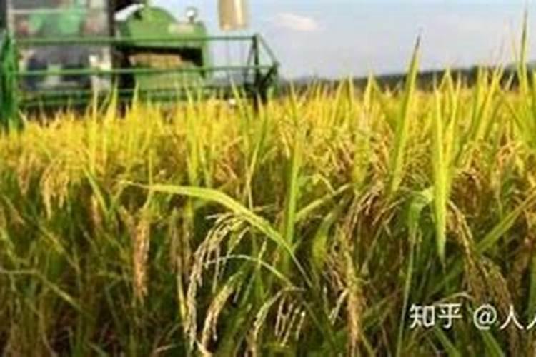 直播水稻什么时间施钾肥二次除草什么时候最好怎么管理？