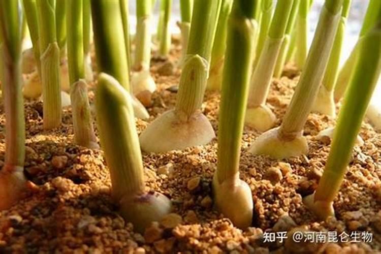 葱和大蒜能用钾肥吗怎么施肥？