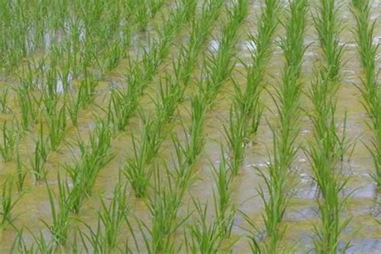 种菜什么时候施钾肥最好？