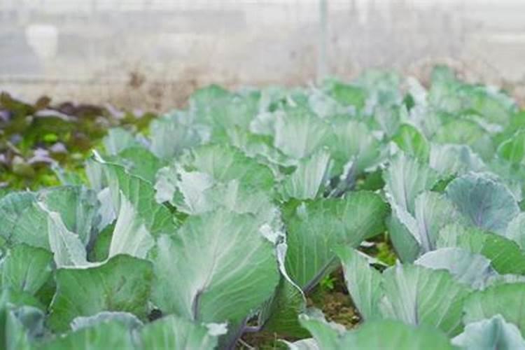 种菜期间施肥用什么样的肥料会更好呢