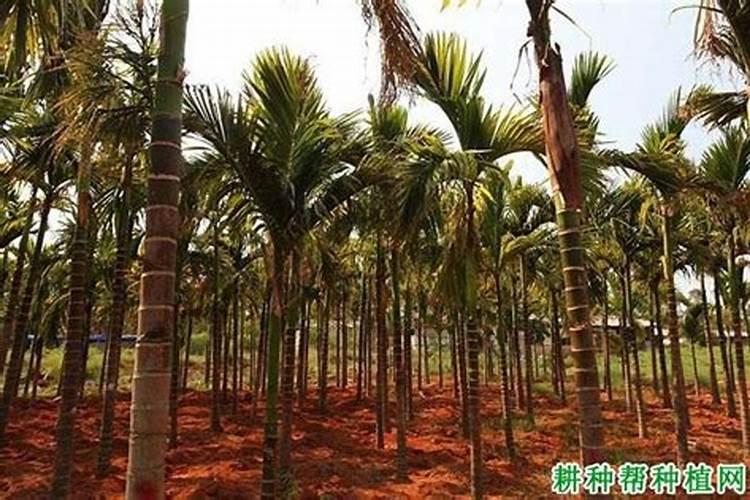 槟榔结果多施肥方法