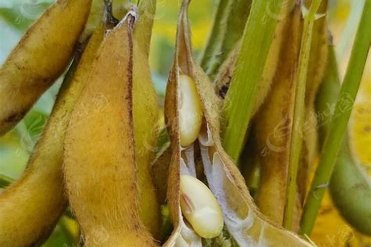 毛豆开花后还要浇氮肥吗为什么？