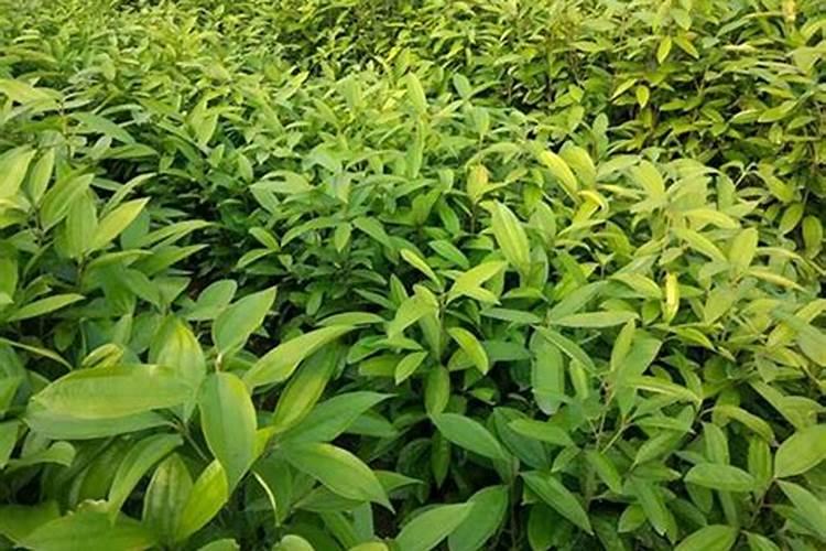 玉桂苗什么时候施肥？