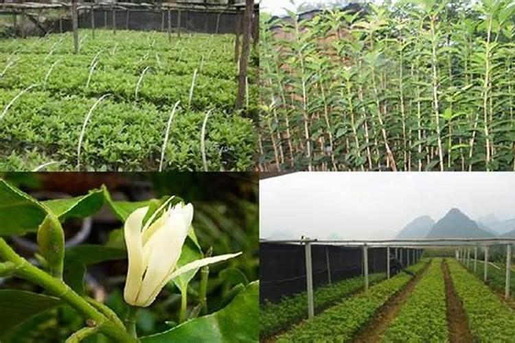 桂花树苗多久长大 桂花树苗需要多久才能成长？