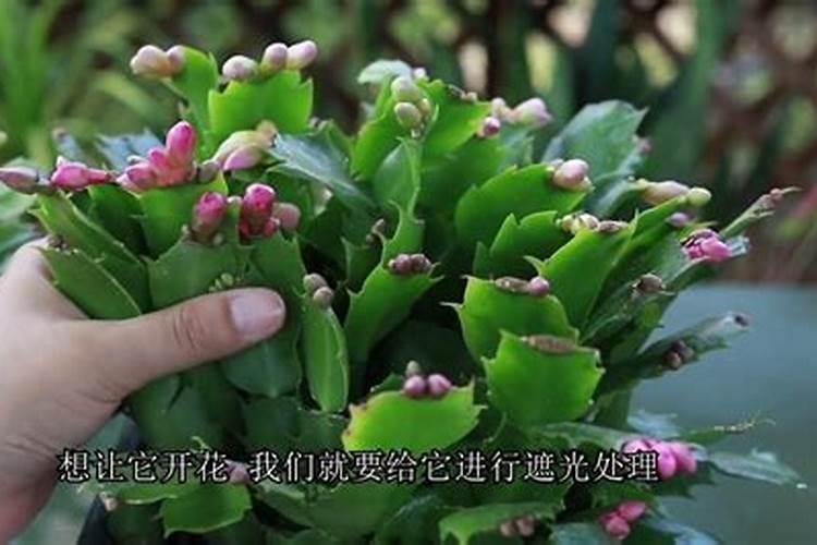 蟹爪兰能施钾肥吗怎么施？