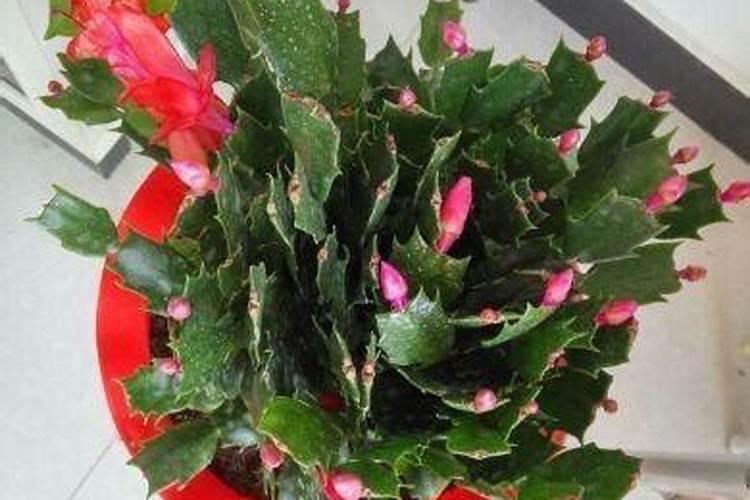 蟹爪兰施什么肥可以开花