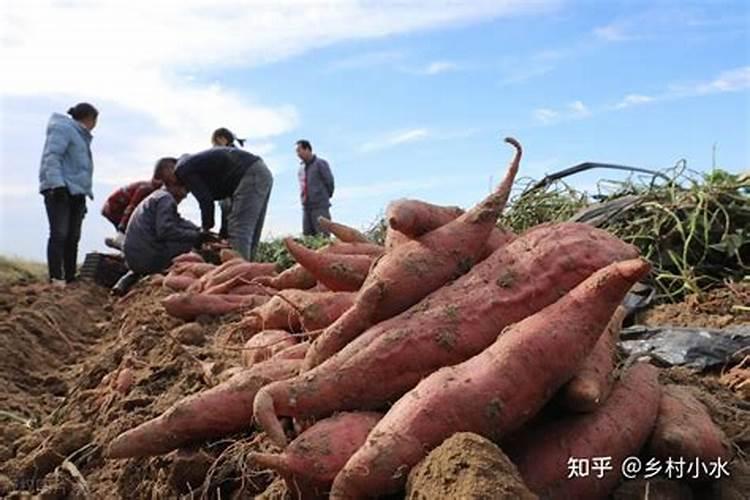 哪种农家肥种红薯最好？
