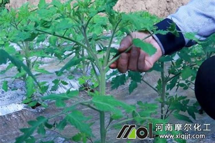 怎样做西红柿叶面肥料用量最多？