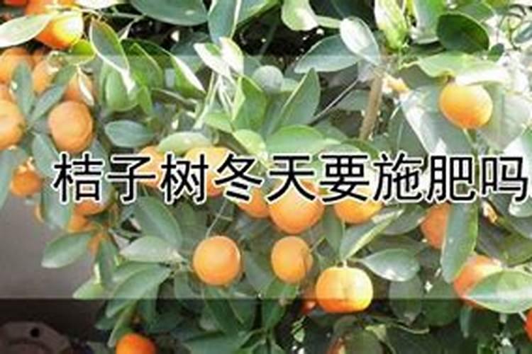 立冬后桔树可以施镁肥吗为什么？