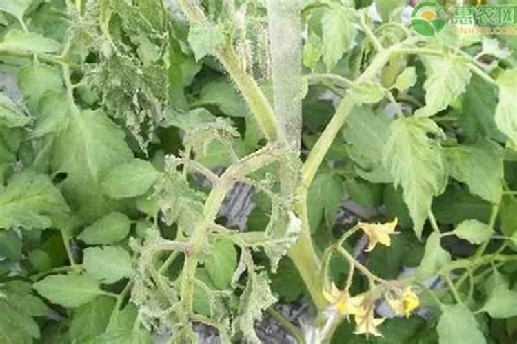 种植番茄施肥浓度过高,会造成哪些后果？