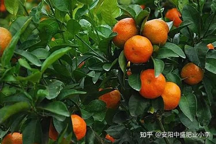 柑橘树施什么复合肥好呢？一年要施多少次？(大树)