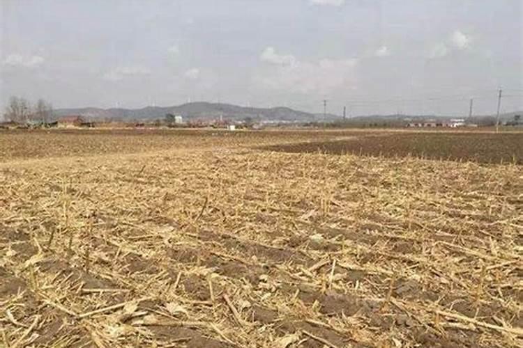 玉米秸秆还田还施钾肥吗？玉米秸秆含多少钾？答粉丝问 农业技术
