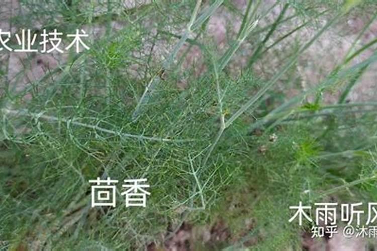 茴香打什么叶面肥比较好？