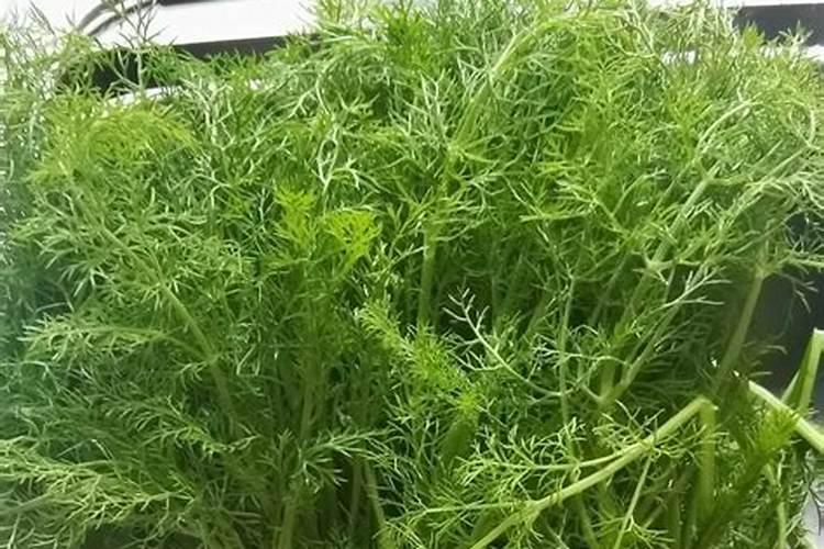 请问专家,茴香苗追了两次肥怎么总是发黄不发黑,该怎样解决