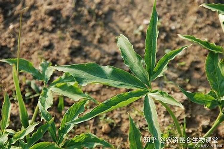 种孜然用什么肥作底肥？