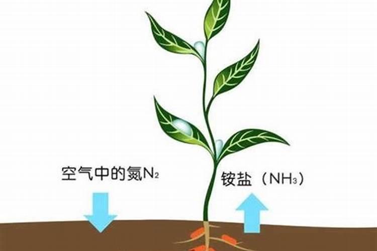氮肥最丰富的植物是什么植物？