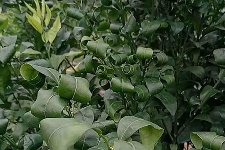 钙镁硼和平衡素叶面肥能混合吗？