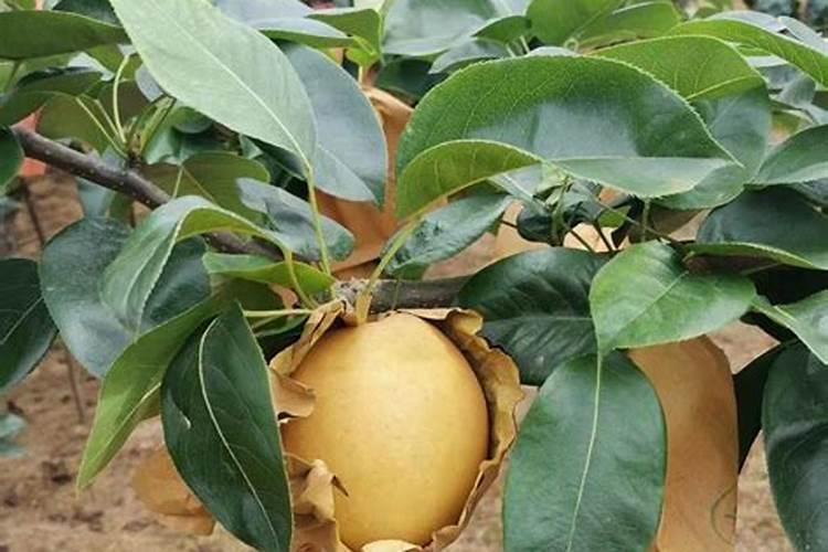 梨树成熟期缺少什么肥料？