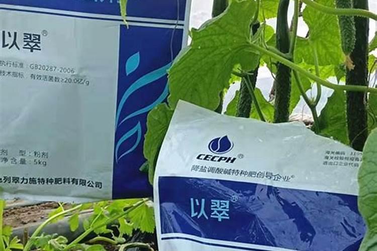 水溶肥怎么浇南瓜树苗？
