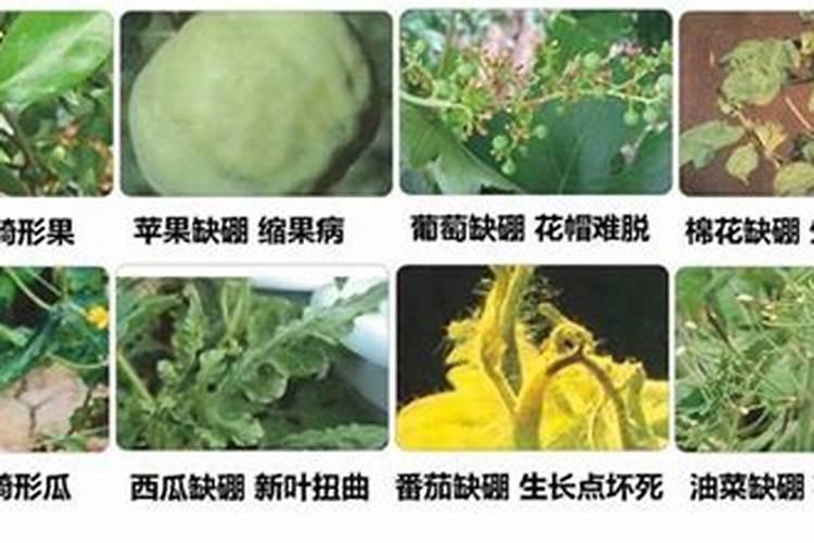 南瓜上受了流体硼的毒害怎么救治？