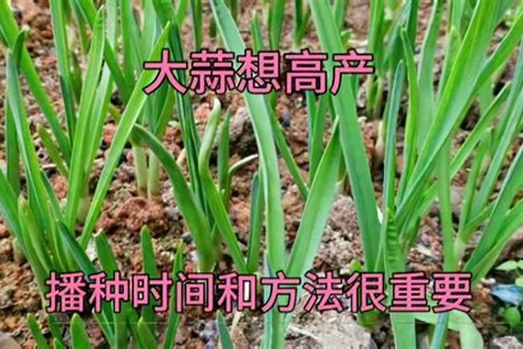 大蒜啥时间用高钾肥最好？