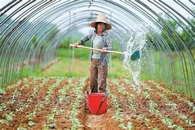 棚菜如何冲施肥料水呢？