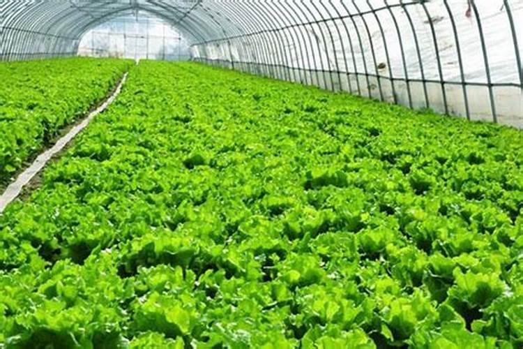 大棚蔬菜应如何正确施用冲施肥