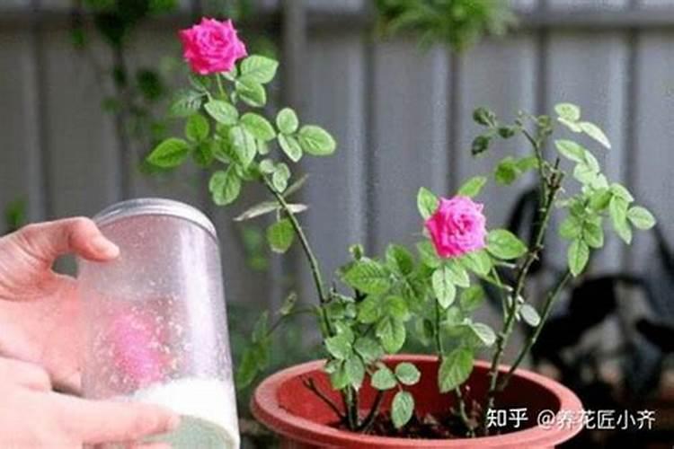 氮肥化肥怎么浇花